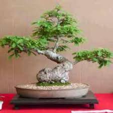 Image result for Dalbergia martinii