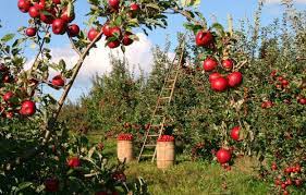 We did not find results for: Fastest Fruit And Nut Bearing Trees A Shorter Wait Homesteading