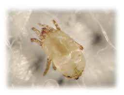 Scientific Ways To Get Rid Of House Dust Mites