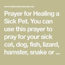 I walked around with blessing my animals ! Pin On Prayer 4 Pets
