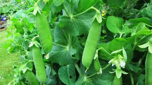 We did not find results for: How To Grow Peas On A Trellis In The Garden Dengarden