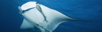 Check spelling or type a new query. Distribucion Y Habitat De Las Mantarrayas Mantarraya Informacion Y Caracteristicas