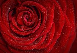 Take this japanese proverb for example. History And Meaning Of Red Roses Flower Glossary