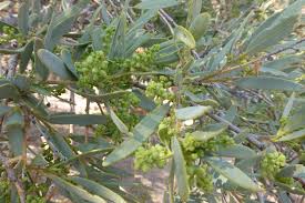 Image result for Boscia albitrunca