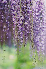 Today In Tokyo Fruit Flowers Love Flowers Beautiful Photography