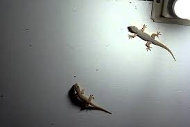 Cara mengusir cicak dalam islam dengan doa dan alami. 6 Tips Untuk Hapuskan Cicak Di Dalam Rumah