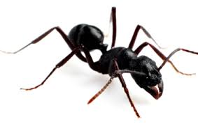 Given our subtropical climate, pests in florida are a constant menace. Safe Pest Control 100 Safe But Very Effective Against All Insects