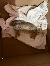 What to do with an injured bunny found in Warrenton, Virginia?