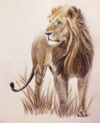 Le 243 N Lion Animal Drawing Colors Pencil Colored Pencils Pencil Art Aquarell Tiere Tiere Aquarell