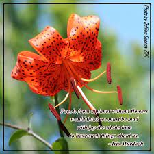 Tiger Lily With Quote About Flowers Flower Quotes Tiger Lily Flowers Flower Quotes Inspirational