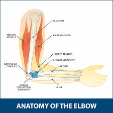 The forearm is divided into two compartments (a ventromedial or flexor compartment and a dorsolateral or extensor compartment). Hyperextension Injury Of The Elbow Florida Orthopaedic Institute