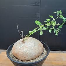 Image result for Raphionacme procumbens