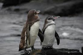 The galapagos penguin is one of the smallest penguins in the world and is endemic to the galapagos penguins mate for life, with the female laying between one and two eggs which are. The Galapagos Penguin Population Has Doubled Lifegate