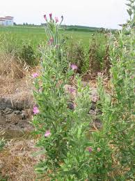 Image result for Epilobium hirsutum