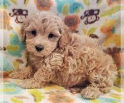This one strives to maintain the excellent breeding program and gives. View Ad Maltipoo Puppy For Sale Near Michigan Rockford Usa Adn 182058