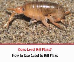 An honorable mention for bleach. Does Lysol Kill Fleas Getridofallthings Com