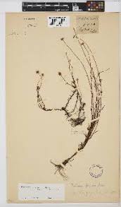 Image result for Felicia mossamedensis