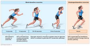 Anaerobic V Aerobic Exercises Benefits The Chief Life