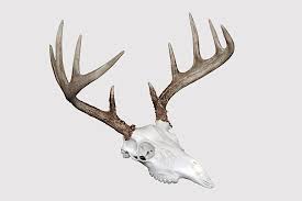 Make Your Own Euro Mount At Home In 4 Steps - Game & Fish