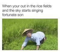 Welcome to the rice fields motherfucker! Welcome To The Rice Fields Motherfucker Know Your Meme