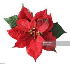 Poinsettia Poinsettia Flower Christmas Paintings Flower Icons