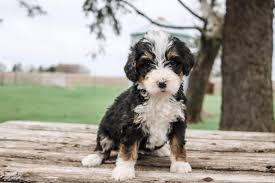 A human that will love you, respect you and honor you. Archer Hill Farm In Minnesota Find Your Bernedoodle Goldendoodle Or Aussiedoodle Puppy Good Dog Bernedoodle Aussiedoodle Puppy Best Dogs