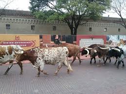 Fort worth stockyards cattle drive. Daily Cattle Drive At The Ft Worth Stockyards Picture Of Riscky S Barbeque Fort Worth Tripadvisor