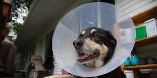 Measure the distance between the neck and the tip of the nose. E Collar Alternatives 5 Pet Friendly Substitutions For The Cone Of Shame Huffpost