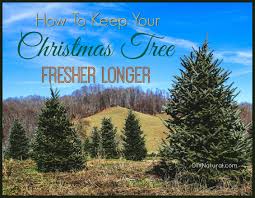Adding aspirin to christmas tree water acetylsalicylic acid, aspirin, is a pretty amazing chemical in the gardening world. How To Keep A Christmas Tree Fresh And Which Trees Last Longest