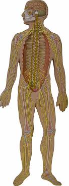 The basic parts of the human body are the head, neck, torso, arms and legs. Https Bluegrass Kctcs Edu Education Training Media Natural Sciences Biology Bio137 Lab1 137labexercise1 Pdf