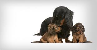 Image result for jezevčík hladkosrstý