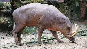 Salah satu alternatif untuk mempertahankan keanekaragaman ikan endemik dan lokal asli kalimantan selatan adalah. Babirusa Fauna Endemik Sulawesi Yang Semakin Langka Greeners Co