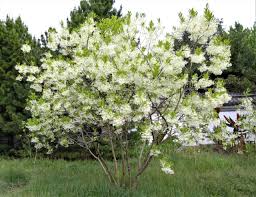 Book features descriptions, line drawings, and an identification key to the most common native virginia trees. 27 Flowering Trees For Virginia Gardens Progardentips