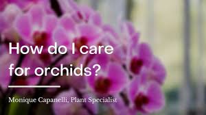 Thus, the periods can be classified into sporadic and basic ones. How To Care For Orchids 14 Steps With Pictures Wikihow