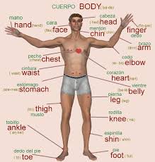 The anatomical names and corresponding common names are indicated for. Female Body Parts Name With Picture Pdf