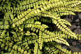 Image result for Asplenium goetzei