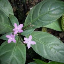 Image result for Acanthaceae