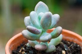 Como germinar una semilla de limón de forma sencilla para tener nuestro propio limonero en casa y disfrutar de su crecimiento. Cultivo De Suculentas A Partir De Semillas