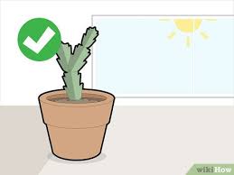 It is when almost all plants start to you'd be surprised how a root bound christmas cactus blooms more. How To Prune A Christmas Cactus 12 Steps With Pictures