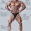 Muscle names for more tips, check out the a&p student theapstudent.org selected major muscle names pronounced and translated muscle name abductor digiti minimi abductor hallucis abductor pollicis brevis adductor brevis adductor longus adductor magnus adductor pollicis biceps. 1