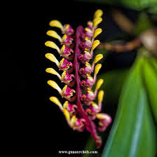 Image result for Bulbophyllum falcatum