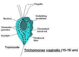 Image result for trichomonas images