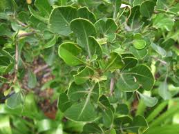 Image result for Searsia lucida