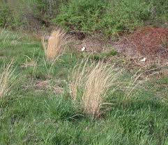 Image result for Enneapogon scoparius