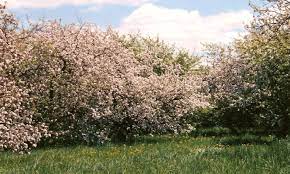 No matter the occasion, 1800flowers® has the perfect flowers & gifts for you! Apple Blossom Scenic Drive Explorelacrosse