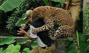 The goal of the refuge is to provide a comfortable home for exotic and endangered animals and to educate the public about the. Big Cat Attacks 2006 2010 Big Cat Rescue