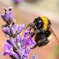 Family Fun with Bees!