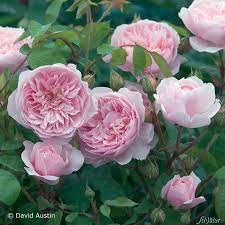 David Austin Rose Wisley 2008 Englische Rosen Blumen Rosen Schone Blumen