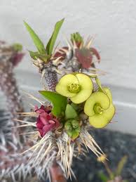 Image result for Euphorbia didiereoides