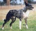 Koolie - PetGuide